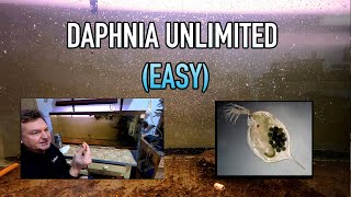 How I Raise Daphnia Water Fleas And You Can Too [upl. by Tulley604]