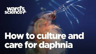 Caring and Culturing for Daphnia [upl. by Rhoads459]