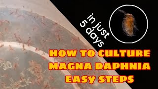 How to Culture Magna Daphnia Easily [upl. by Nrojb]