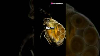 How to culture Daphnia for your Aquarium [upl. by Enaenaj]