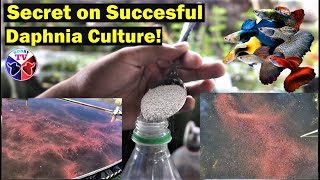 How to Culture Daphnia Successfully [upl. by Nivlak654]