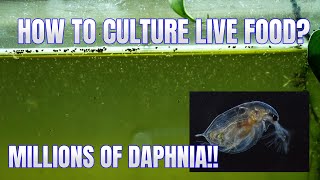 How to Culture Daphnia Secret Method to Breed MILLIONS  Simply Aquatic [upl. by Htiekram]