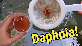 How I Culture Daphnia In Outdoor Tubs [upl. by Habeh]