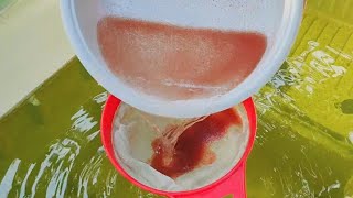 How to culture daphnia  Daphnia culture  How to grow daphnia outdoor [upl. by Eneleuqcaj]