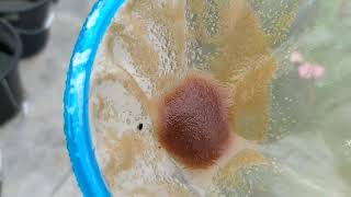 How to culture daphnia moina in a small container Part 1 English Subtitle [upl. by Kloster]