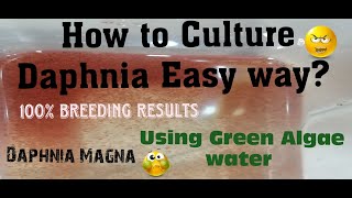 Daphnia MagnaHow to Culture Daphnia Easy wayCulturing Daphnia using Green water Daphnia [upl. by Saduj]