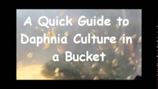 How to culture daphnia outside [upl. by Corvese584]