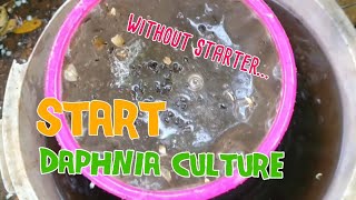 How to culture daphnia moina the easy way 1  Starting the Daphnia culture [upl. by Nnaeed]