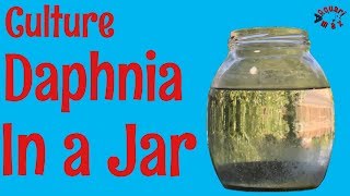 How to Culture Daphnia in a Jar [upl. by Dnomal]