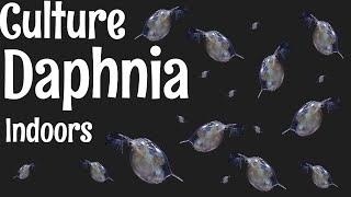 How to Culture Daphnia [upl. by Vidda659]