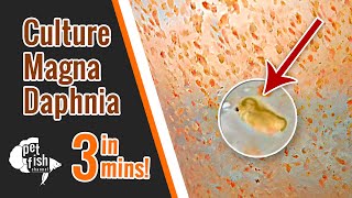 How to culture DAPHNIA MAGNA  The easy way [upl. by Elbag730]