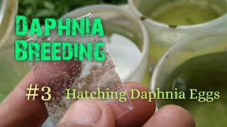 Daphnia Culture made simple and easy 3  Hatching Daphnia eggs [upl. by Coveney]