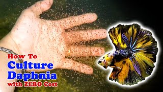 How to Culture Daphnia with ZERO Cost  Unlimited Live Food For Our Fish [upl. by Engen]