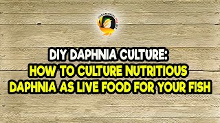 DIY Daphnia Culture How to Culture Nutritious Daphnia as Live Food for Your Fish [upl. by Fidele]