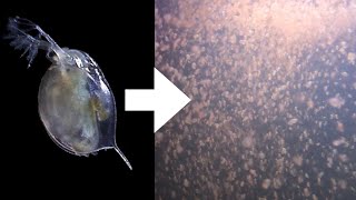 How I Culture Daphnia [upl. by Onitsuj]