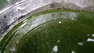 DAPHNIA MOINA CULTURE IN A SMALL BUCKET [upl. by Godart371]