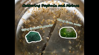 How To Culture Daphnia and Moinas using Green Water Spirulina powder [upl. by Gothurd]