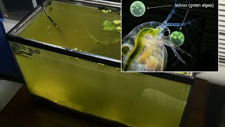 Raising Daphnia for the Freshwater Aquarium [upl. by Ventre]