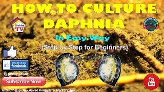 HOW TO CULTURE DAPHNIA In Easy Way [upl. by Trik]